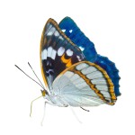 Whole Genome Butterfly