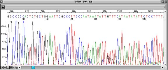 Contaminated Plasmid Prep