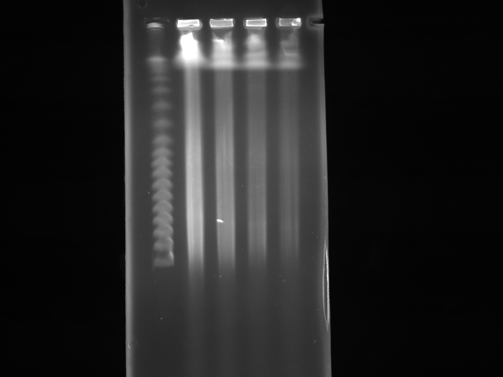 high-molecular-weight-hmw-dna-amplicon-express